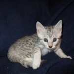 Egyptian Mau, silver, female DOB 6-15-16