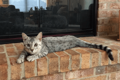 Reagan Mau Silver female #2 Lightest DOB 4-15-16