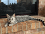 Reagan Mau Silver female #2 Lightest DOB 4-15-16