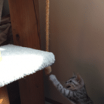 Reagan, Mau, Silver female DOB 4-15-16