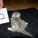 Mau, Silver female DOB 4-15-16