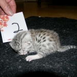 Mau, Silver female DOB 4-15-16