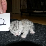 Mau, Silver female DOB 4-15-16