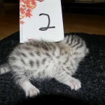 Mau, Silver female DOB 4-15-16