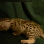 Mau, Silver female DOB 4-15-16