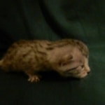 Mau, Silver female DOB 4-15-16