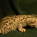 Mau, Silver female DOB 4-15-16