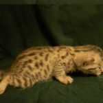 Mau, Silver female DOB 4-15-16