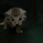 Mau, Silver female DOB 4-15-16