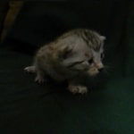 Mau, Silver female DOB 4-15-16