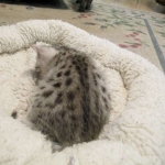 Mau, Silver female DOB 4-15-16