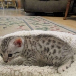 Mau, Silver female DOB 4-15-16