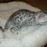 Mau, Silver female DOB 4-15-16