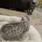 Mau, Silver female DOB 4-15-16