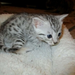 Mau, Silver female DOB 4-15-16