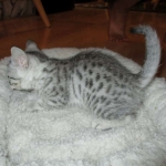 Mau, Silver female DOB 4-15-16