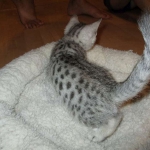 Mau, Silver female DOB 4-15-16