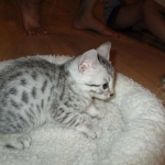 Mau, Silver female DOB 4-15-16