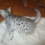 Mau, Silver female DOB 4-15-16