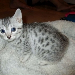 Mau, Silver female DOB 4-15-16