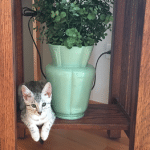 Reagan, Mau, Silver female DOB 4-15-16