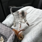 Reagan, Mau, Silver female DOB 4-15-16