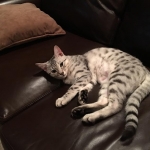 Reagan, Mau, Silver female DOB 4-15-16