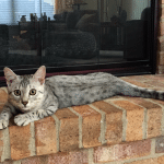 Reagan, Mau, Silver female DOB 4-15-16