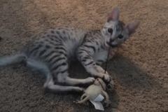 Cleo Mau Silver female #5 Lots of spots DOB 4-15-16