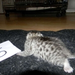 Egyptian Mau, silver female DOB 4-15-16