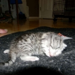 Egyptian Mau, silver female DOB 4-15-16