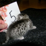 Egyptian Mau, silver female DOB 4-15-16