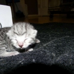 Egyptian Mau, silver female DOB 4-15-16