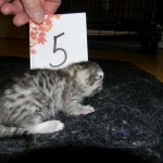 Egyptian Mau, silver female DOB 4-15-16