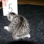 Egyptian Mau, silver female DOB 4-15-16