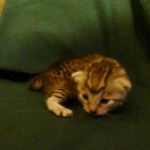 Egyptian Mau, silver female DOB 4-15-16