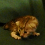 Egyptian Mau, silver female DOB 4-15-16