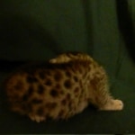 Egyptian Mau, silver female DOB 4-15-16