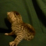 Egyptian Mau, silver female DOB 4-15-16