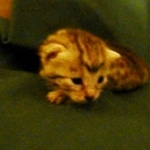 Egyptian Mau, silver female DOB 4-15-16