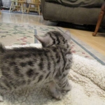 Egyptian Mau, silver female DOB 4-15-16
