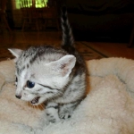 Egyptian Mau, silver female DOB 4-15-16