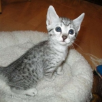 Egyptian Mau, silver female DOB 4-15-16