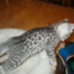 Egyptian Mau, silver female DOB 4-15-16