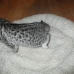 Egyptian Mau, silver female DOB 4-15-16