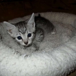 Egyptian Mau, silver female DOB 4-15-16