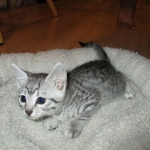 Egyptian Mau, silver female DOB 4-15-16