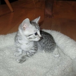 Egyptian Mau, silver female DOB 4-15-16