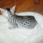 Egyptian Mau, silver female DOB 4-15-16