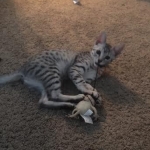 Cleo Egyptian Mau, silver female DOB 4-15-16